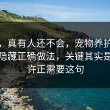 别笑，真有人还不会，宠物养护其实有个隐藏正确做法，关键其实是你也许正需要这句